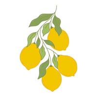 Hand Drawn Lemon Fruits Branch Isolated on White Background. Branch with four lemons and leaves. Design for Fabrics, Wallpaper, Juice, Vitamin products. vector