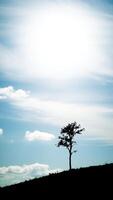 silhouette of a solitary tree on a hill against a pastel sky photo