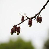 close-up view of a tree branch adorned with reddish-brown cone-shaped blossoms photo