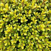 vibrant green and yellow foliage texture photo