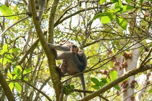 A adorable baby monkey with its mama in the Monkey Forest photo