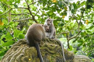 Macaque family in the Monkey Forest in Ubud on Bali in Indonesia photo