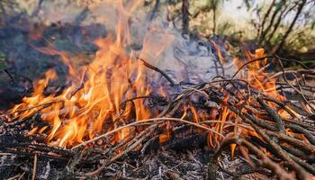 Burning tree branches on the ground. Burning forest, wildfire. Uncontrolled and unpredictable fire. photo