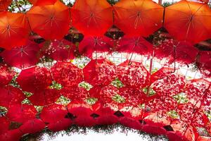 Vibrant red umbrellas hanging overhead, interspersed with green leaves, artistic atmosphere. Creativity, and connection to nature, outdoor events, and decorative themes. Sun awning photo