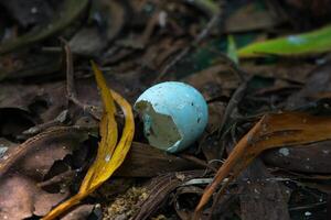 Cattle Egret Egg Shell That Fell from the Nest photo