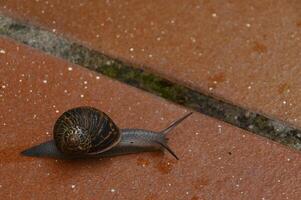 Snail walking on the ground photo