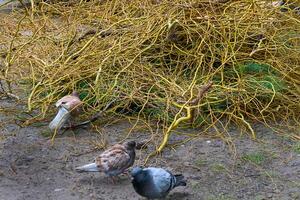 Spring yard cleaning. A pile of cut branches from trees photo