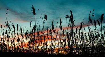 reed background sky evening sun sunrise light morning photo