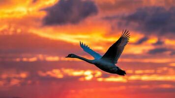 Elegant Swan in Powerful Flight Against a Dramatic Golden Sunset Sky and Majestic Cloudscape. Nature Wildlife Photography Concept. photo
