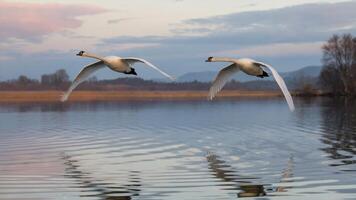 Pair of swans flying side by side above a mirror-like lake reflecting the clear blue sky. Romantic nature scene concept photo