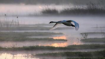 Swan soaring gracefully over foggy wetlands illuminated by soft morning light. Tranquil nature scene concept photo