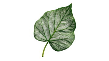 A Close-Up of a Single Green Leaf Showcasing Intricate Veins, Perfect for Nature Themed Projects and Ecological Illustrations with a Focus on Botanical Details. png