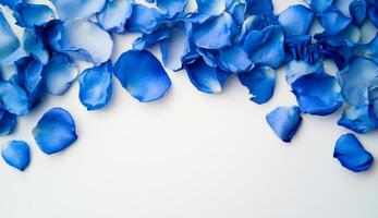 Blue Rose Petals Frame on White Background photo