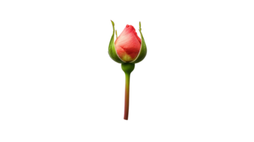 Stunning Bright Red Rosebud with Lush Green Stem Perfect for Floral Arrangements and Artistic Projects. png