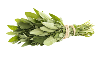 High-Quality Image of Fresh Sage Leaves Bundled with String Perfect for Culinary and Herbal Decor Use. png
