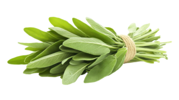 Fresh Sage Leaves Tied with String Suitable for Culinary Use and Herbal Remedies to Enhance Flavor and Aroma in Dishes. png