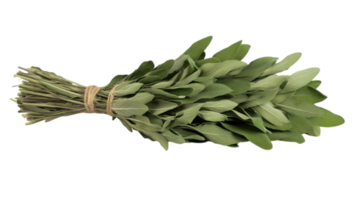 A Beautiful Bunch of Fresh Sage Leaves Tied with String Ideal for Culinary Purposes, Aromatic Use, and Natural Themed Decor. png
