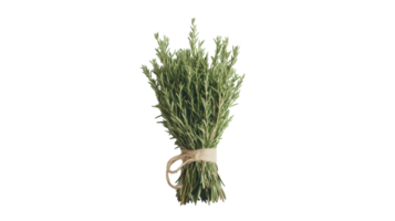 Fresh Rosemary Bundle for Culinary Use, Aromatherapy, and Natural Decor in Kitchen or Home Settings. png