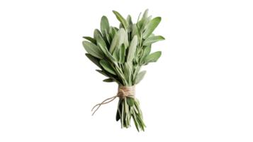 A Beautifully Arranged Bundle of Fresh Sage Leaves Tied with Twine Perfect for Culinary and Decorative Uses. png