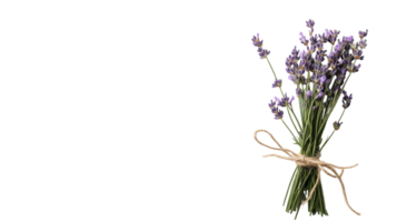 A bundle of lavender sprigs tied with twine, perfect for adding a touch of natural beauty to home decor, crafting projects, or as a fragrant gift.. png