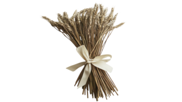 A Beautifully Arranged Bundle of Wheat Stalks Tied with a Bow, Perfect for Rustic Decor and Harvest-themed Events. png