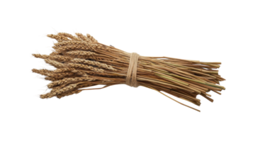 Aesthetic Image of a Bundle of Wheat Tied with Twine Perfect for Agricultural, Culinary, or Rustic Themes. png