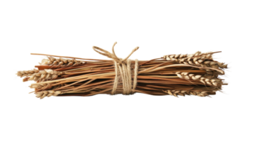 Beautifully arranged bundle of wheat tied with twine on a clean white background, ideal for agricultural, harvest, or craft themed designs and projects.. png