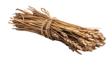 Aesthetic Composition of a Bundle of Wheat Tied with Twine Perfect for Agricultural and Rustic Decor Projects. png