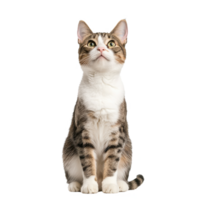 A curious cat looking upwards, isolated on a white background, perfect for pet-related themes. png