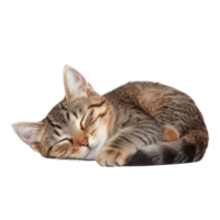 A sleeping tabby cat in a relaxed pose, resting peacefully with closed eyes on a white isolate background. png