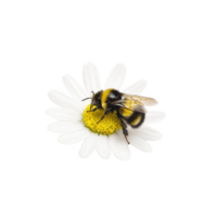 A bumblebee resting on a beautiful daisy flower, showcasing nature's vibrant colors and delicate details. png