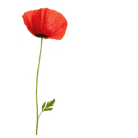 A vibrant red poppy flower with a slender green stem on a white isolated background. png