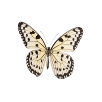 Detailed view of a butterfly with striking black and white patterns, isolated on a white background. png