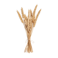 Dried wheat bundle with a rustic appearance, tied neatly, showcasing natural textures on a white isolated background. png