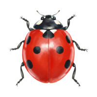 Ladybug on a transparent background nature illustration macro view colorful insect art for kids png