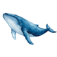 Majestic whale encounter ocean depths art illustration marine habitat side view transparent background for stunning visuals png