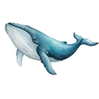 Whale illustration ocean digital art marine environment side view transparent background png