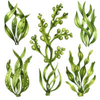 Elegant seaweed illustrations with transparent background nature art botanical study organic design greenery artistic view png