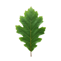 Exploring the intricate details of a fresh green oak leaf nature's canvas close-up view in a serene environment png