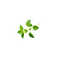 Herb planting action home garden botanical content indoor environment close-up view growing concept png
