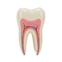 Dental anatomy model educational setting scientific illustration bright environment close-up view exploring oral health png