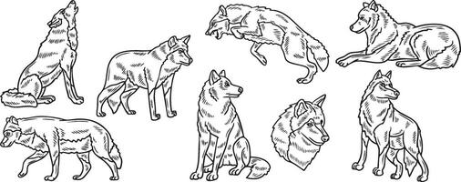 a set of different types of wolves vector