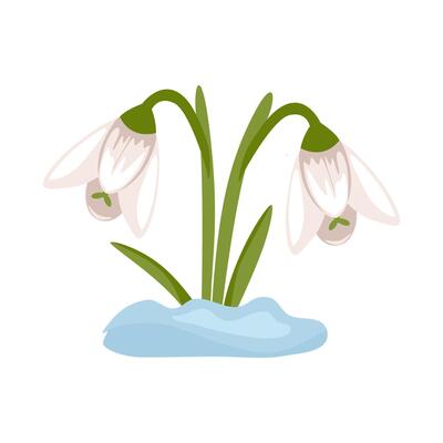 Snowdrops. Spring flowers. Isolated illustration.