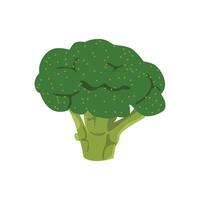 Broccoli illustration isolated on white vector