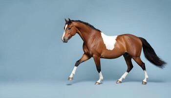 Majestic Brown and White Horse in a Dynamic Pose on Blue Background photo