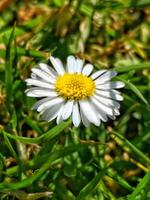 SINGLE WHITE DAISY IN GREEN GRASS photo