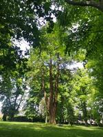 A SINGLE BENCH IN A GROVE OF TREES IN DAPPLED SUNLIGHT photo