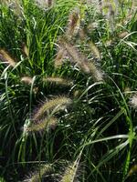 FOUNTAIN GRASS IN SUNLIGHT photo