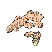 Ginger root drawn in engraving style vector