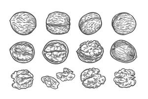 A large set with the image of walnuts vector